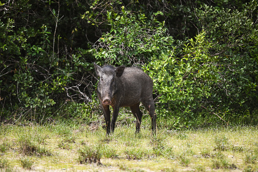 Wild boar at Wilpattu National Park, Sri Lanka