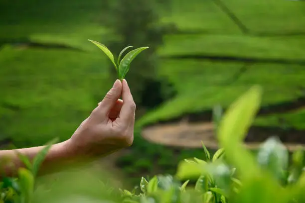 Photo of Fresh green tea leaf in female hand.