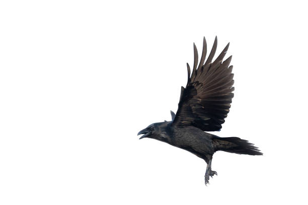 istock Birds flying raven isolated on white background Corvus corax. Halloween 1470518953