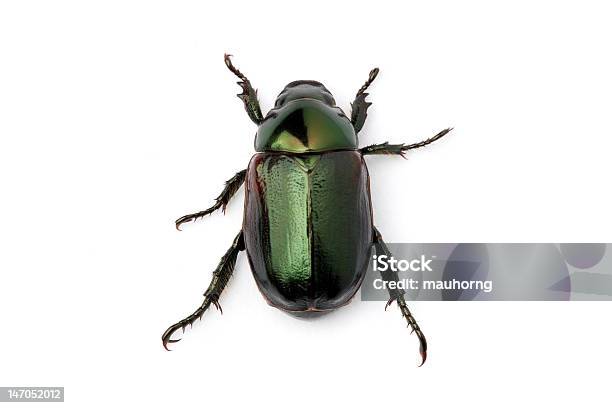 Escarabajo Verde Anomala Albopilosa Foto de stock y más banco de imágenes de Ala de animal - Ala de animal, Animal, Brillante