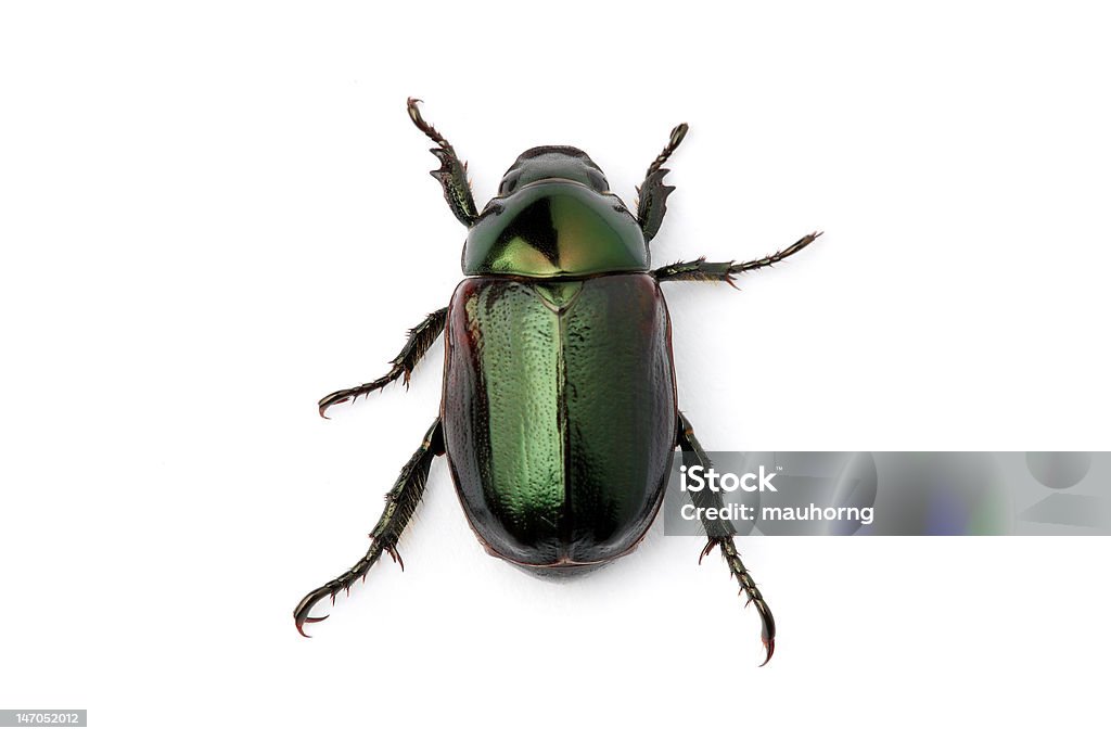 VERDE SCARABEO (Anomala albopilosa - Foto stock royalty-free di Ala di animale