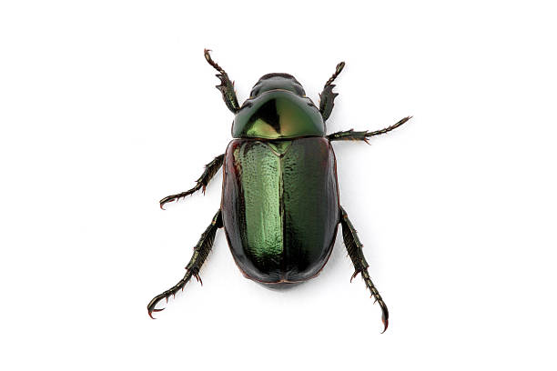 Green Beetle (Anomala albopilosa – zdjęcie