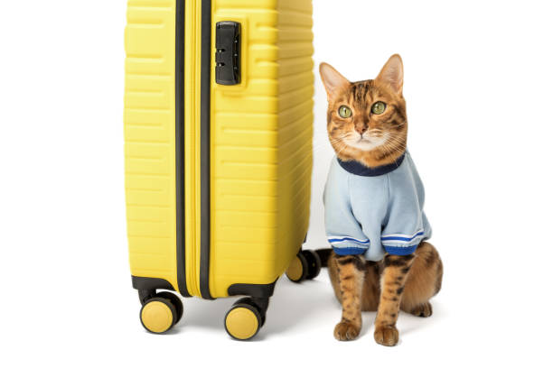 istock Bengal cat and yellow suitcase on a white background. 1470520817