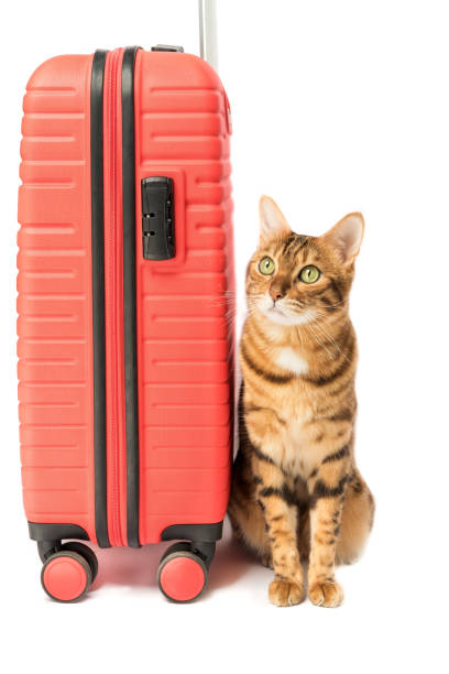 istock Bengal cat and a red suitcase on a white background. 1470520830