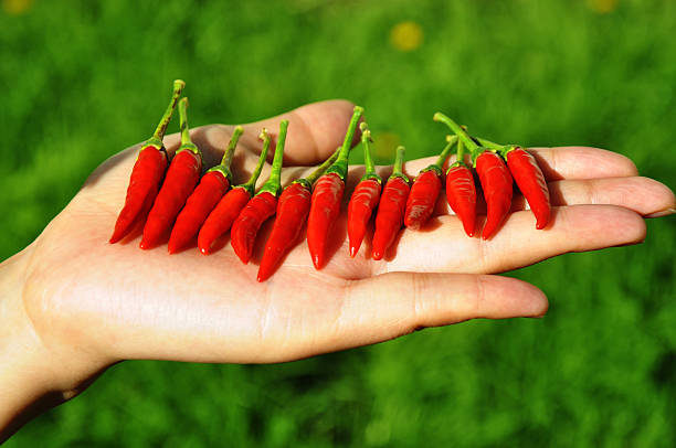 Hand in the garden with a bunch of red chillies stock photo