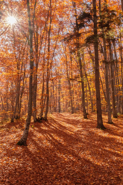 istock Autumn beech forest with sun rays among yellow leaves. Golden bright mystical mysterious landscape with fabulous trees. A journey through the forest. Beauty of nature. Natural background for design 1470521193