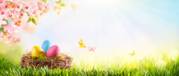 istock Easter composition with colorful Easter eggs in nest on green grass. Beautiful pink and white cherry flowers. Sunny spring background. 1470522831