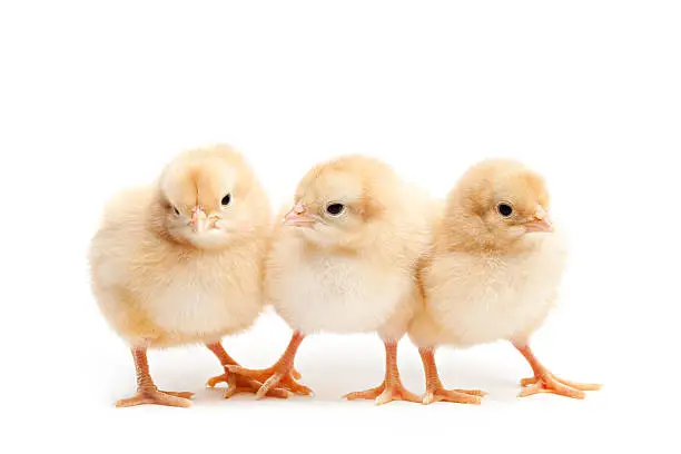 three cute baby chickens - Buff Corington chicks isolated on white