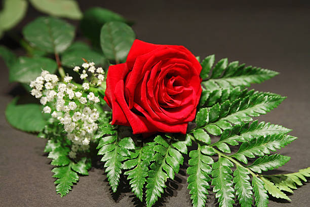 Red Roses and Passion stock photo