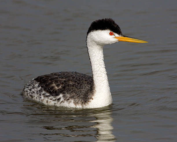 Clark's Grebe 7190 stock photo