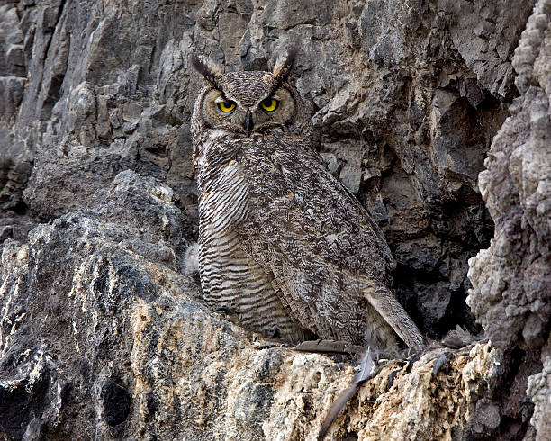Great Horned Owl on Nest 7020 stock photo