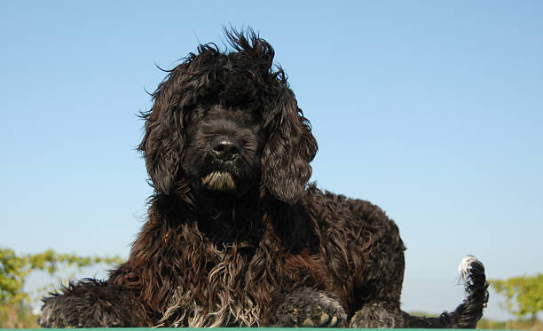 istock puppy portuguese water dog 147052660