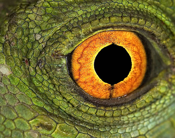 jesus christ lizards eye - dieren netvlies stockfoto's en -beelden
