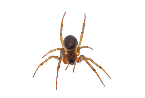 Steatoda nobilis is a spider in the genus Steatoda, known in the United Kingdom as the noble false widow, as it superficially resembles and is frequently mistaken for the black widow and other spiders in the genus Latrodectus.