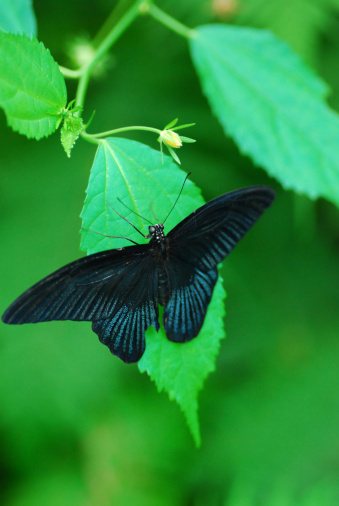 Papilio memnon: Large butterfly with contrasting colors.