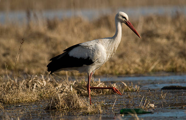istock Stork in water 147052762