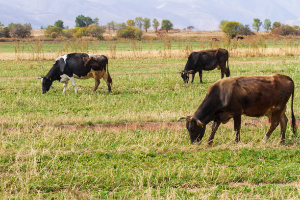 istock Cows grazes in the pasture and eats grass 1470528424