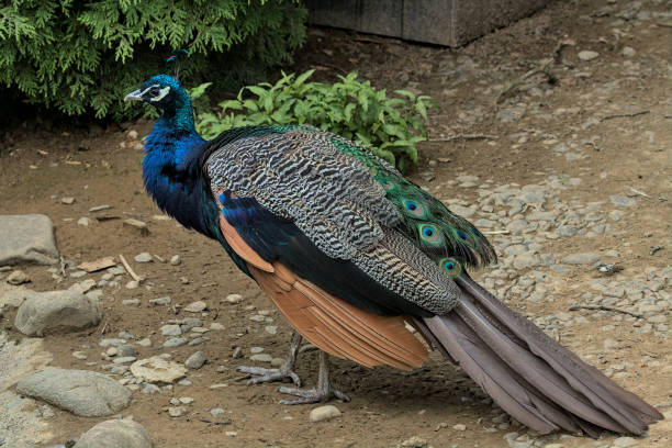 istock A magnificent peacock with a long tail and feathers walks through the park. 1470528885