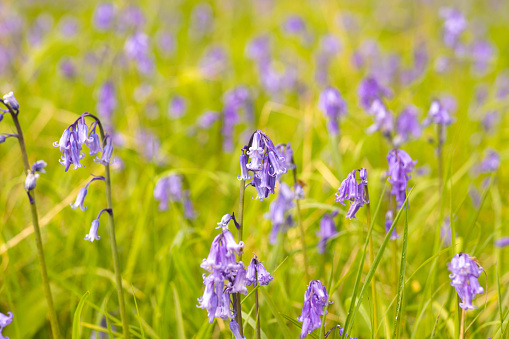 A close up shot of a grass meadow covered in bluebell flowers in Scotland.