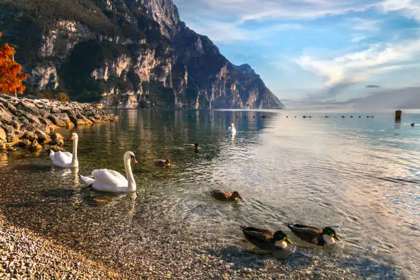 Photo of Swan lake. Beautiful morning in amazing Lago di Garda. Riva del Garda, northern Italy