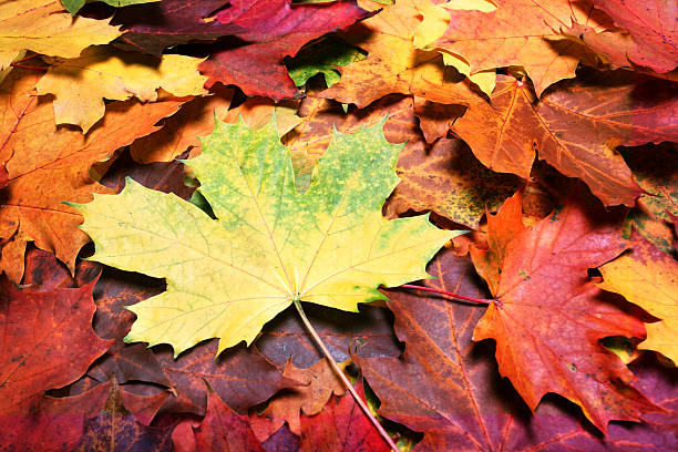 istock Leaves of autumn 147053078