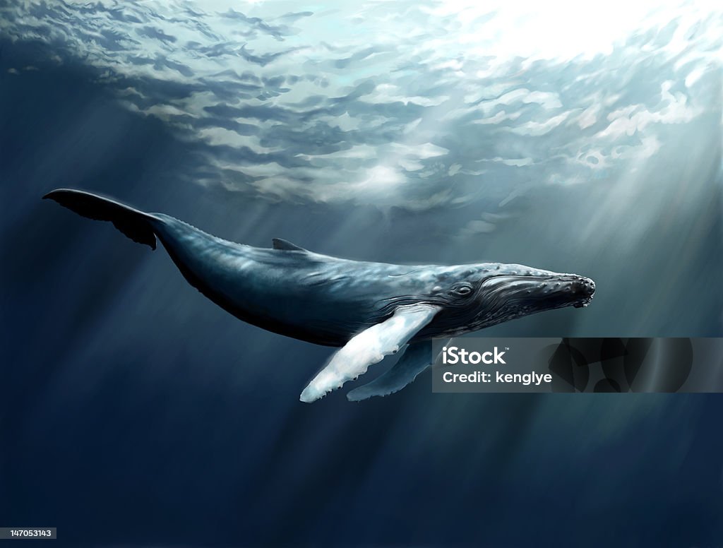 Baleine à bosse - Photo de Baleine libre de droits