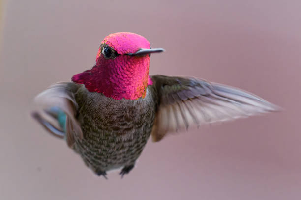 istock Male Anna's Hummingbird 1470531491