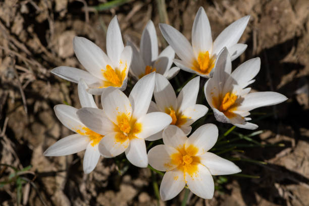 istock Primrose Saffron Alatau on the first day of spring 1470531906
