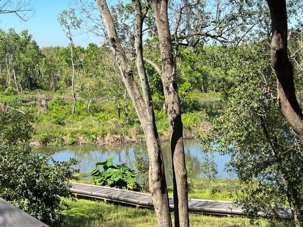 Boardwalk By The Pond stock photo