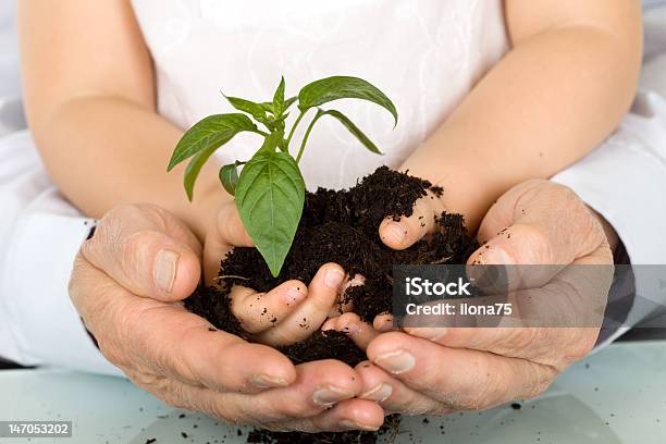 Photo libre de droit de Enfant Et Adulte Mains Tenant Plante Nouveau banque d'images et plus d'images libres de droit de Enfant - Enfant, Flore, Grand-parent