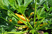 Organically grown yellow courgettes or zucchini (Cucurbita pepo) in a raised bed