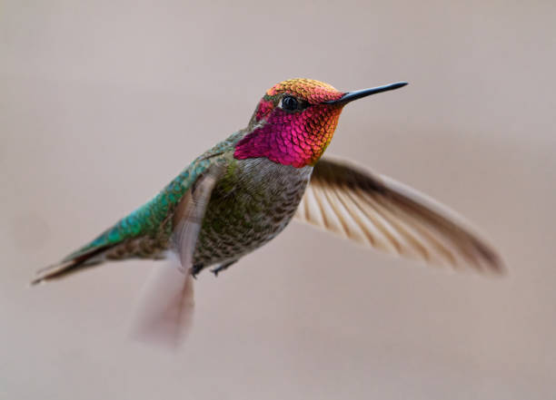 Male Anna's Hummingbird stock photo
