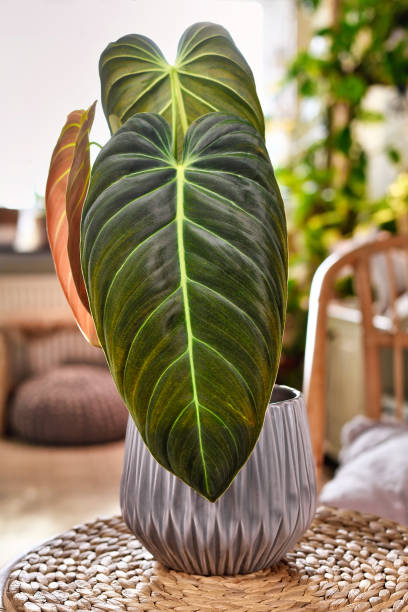 istock Exotic 'Philodendron Melanochrysum' houseplant 1470533424