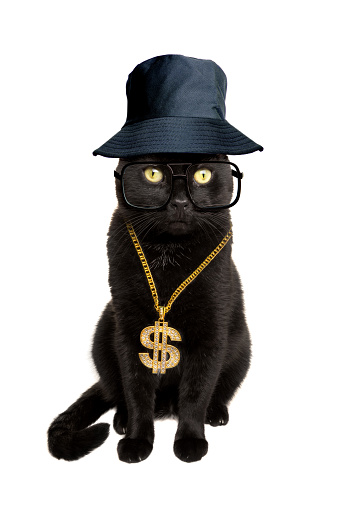 A funny black cat dressed in an 80s old school rapper costume.
