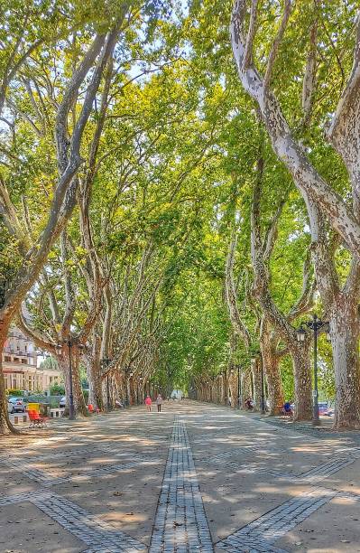 istock Avenue of los platanos 1470534142
