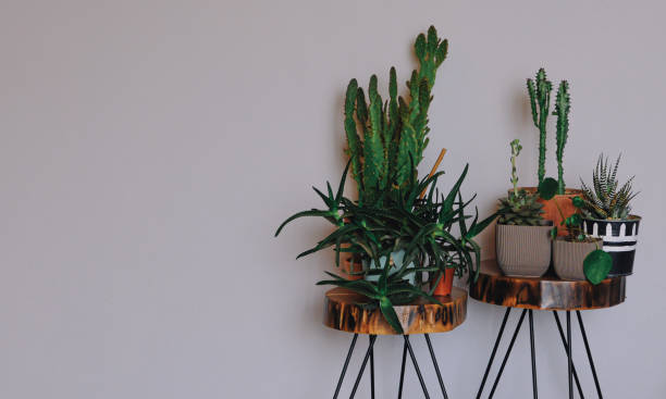 istock Modern composition filled different design pots with a lot of beautiful plants, cacti, succulents, air plant. Cozy home decoration. Home gardening concept. Template 1470534173
