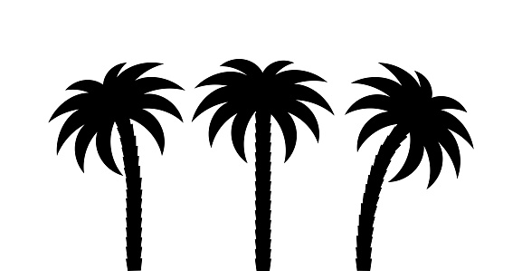 Palm trees silhouettes isolated on white background. Vector illustration.