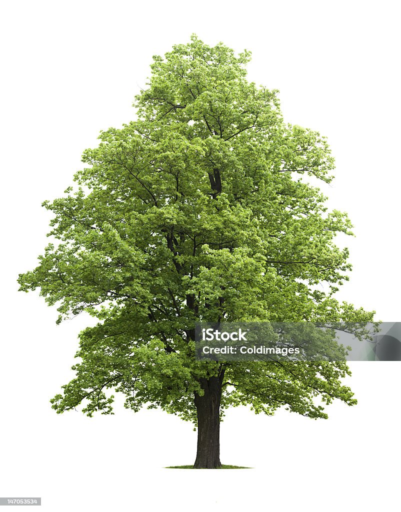 Maple Tree Maple Tree isolated against white in spring Cut Out Stock Photo