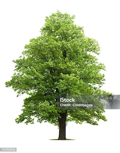 Maple Tree Stock Photo - Download Image Now - Cut Out, Tree, Branch - Plant Part