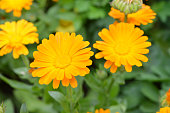 dawn-orange-blume.jpg?b=1&s=170x170&k=20&c=bM5YNhhCULQcAFDNQRmfIznqVwPGBwwEVRSFITNZ8K4=