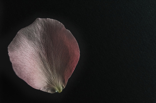 Pink parrot tulip isolated on a black background.