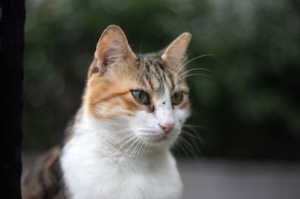 istock Multi colored stray cat is on the street. It is long at the camera. 1470536214
