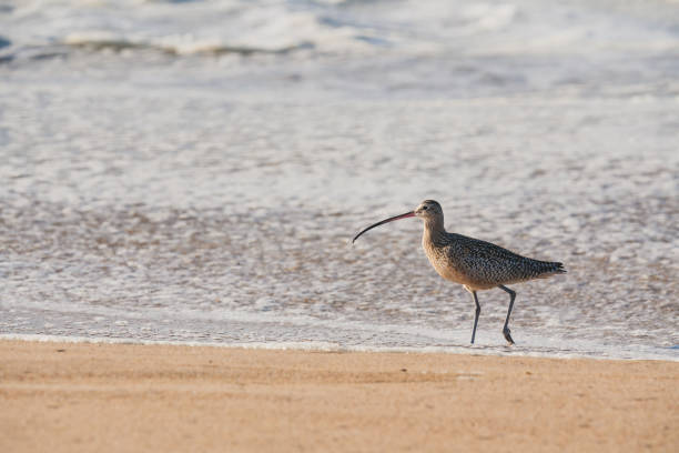 istock Sandpiper, Long-Billed Curlew, On The Beach 1470536259
