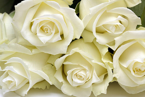 White roses stock photo
