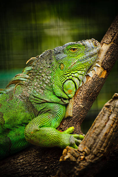 Iguana Iguana in the zoo polychrotidae stock pictures, royalty-free photos & images