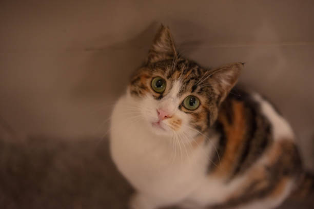 istock Multi colored stray cat is on the street. It is long at the camera. 1470536942