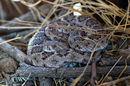 a snake rests in the shade in southern Arizona