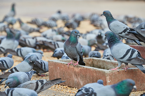 Portrait of a pigeon in a group of pigeons on a public place in Rajasthan India