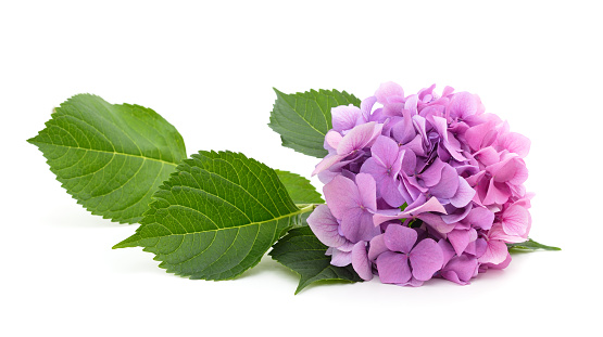 Purple hydrangea with leaves isolated on a white background.