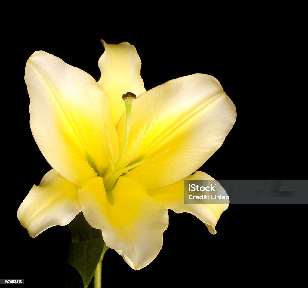 Beautiful white-yellow lily Beautiful white-yellow lily on black Beauty In Nature Stock Photo